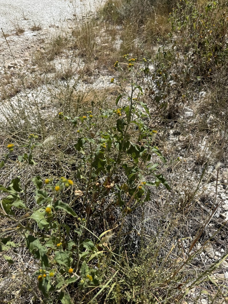 Viguiera dentata var. dentata photo 4