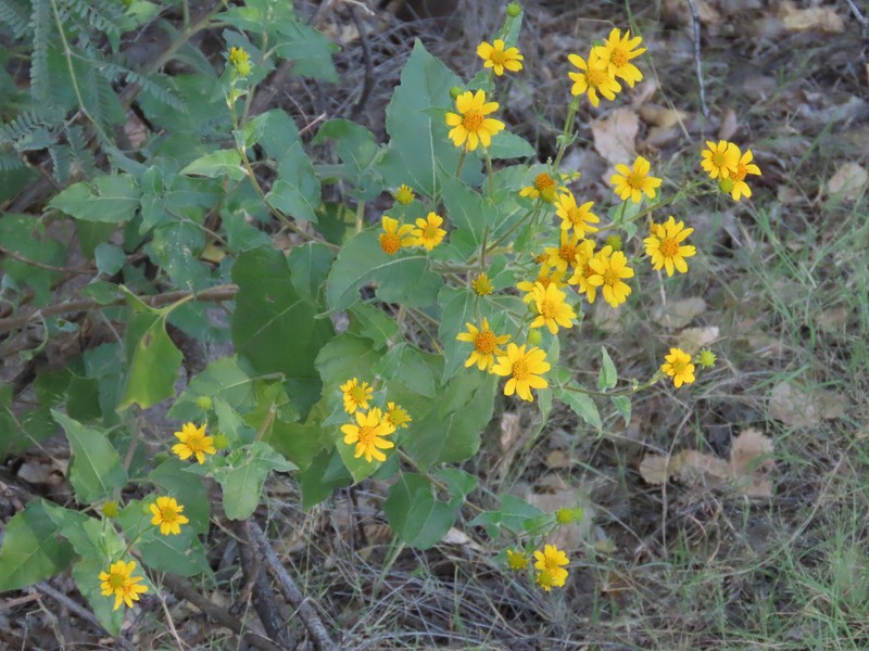 Viguiera dentata var. dentata photo 5