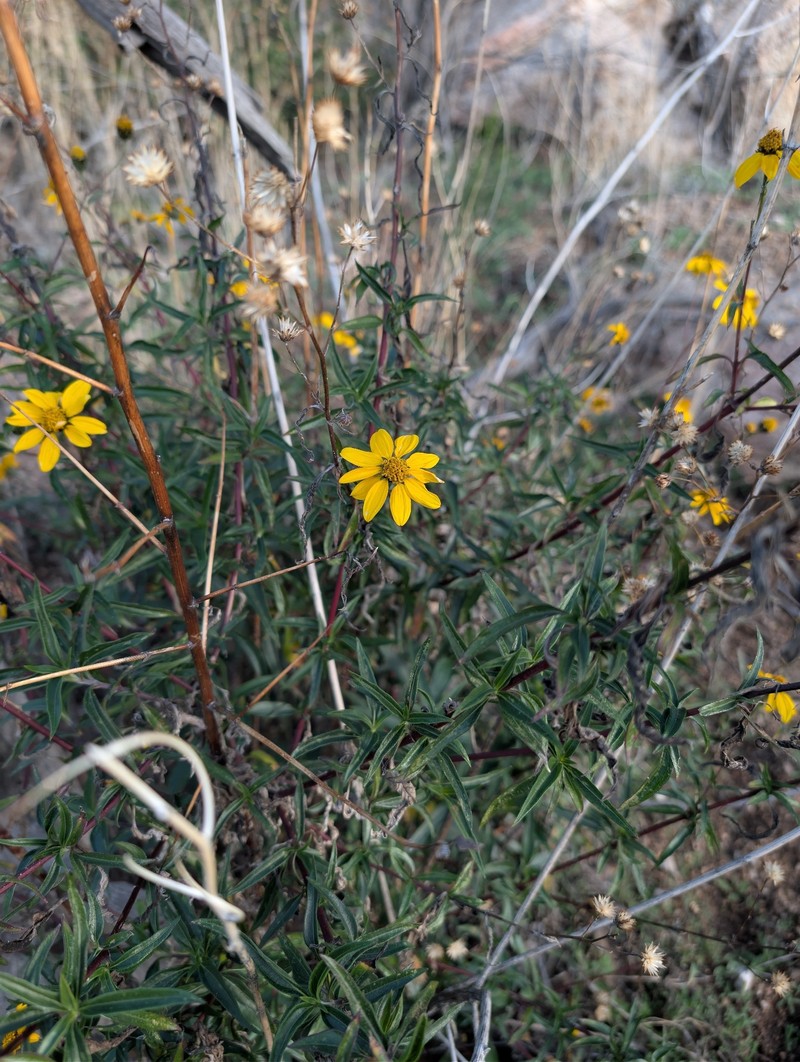Viguiera dentata var. lancifolia