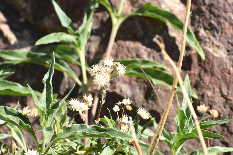 Viguiera dentata var. lancifolia photo 2