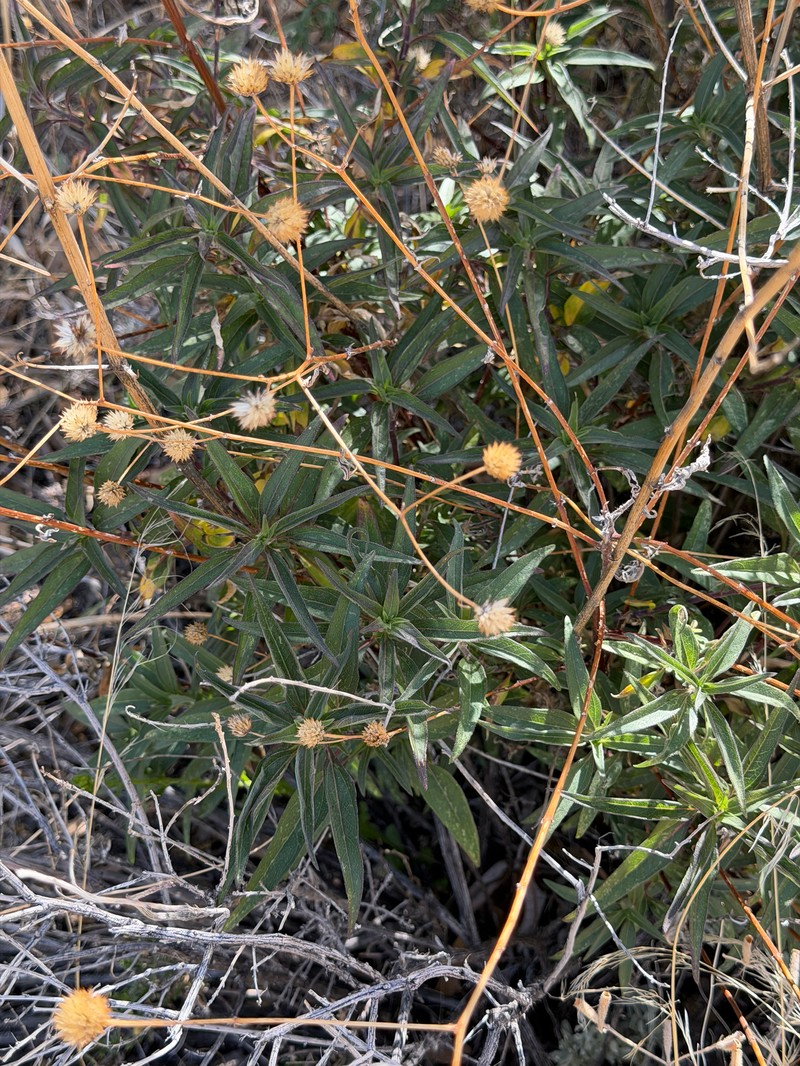 Viguiera dentata var. lancifolia photo 3