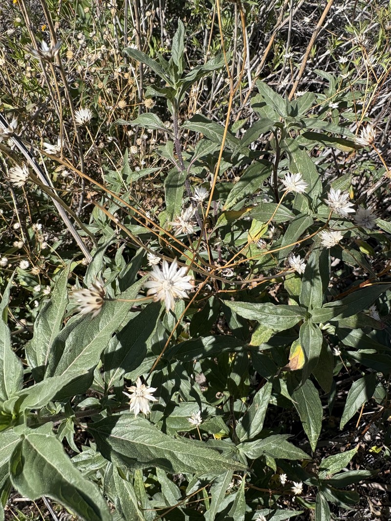 Viguiera dentata var. lancifolia photo 4