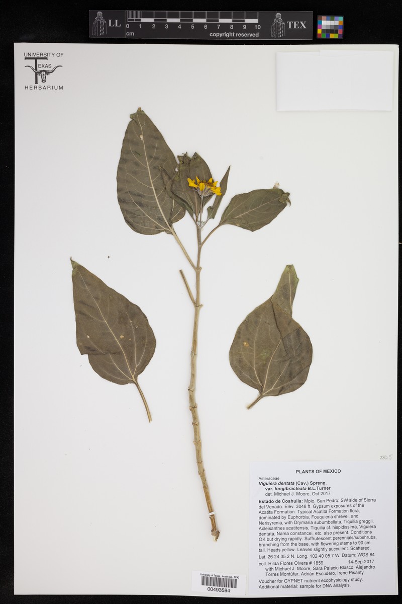 Viguiera dentata var. longibracteata