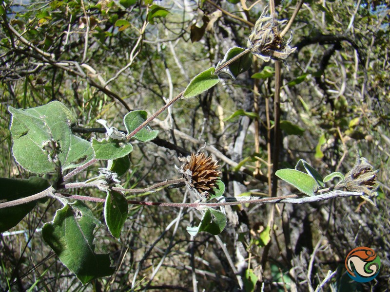 Viguiera grammatoglossa photo 2