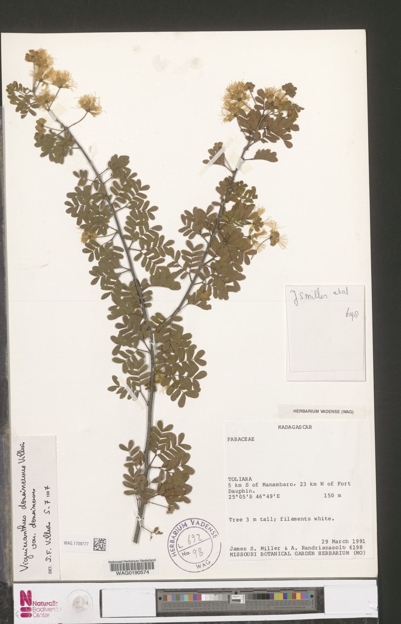 Viguieranthus densinervus var. densinervus