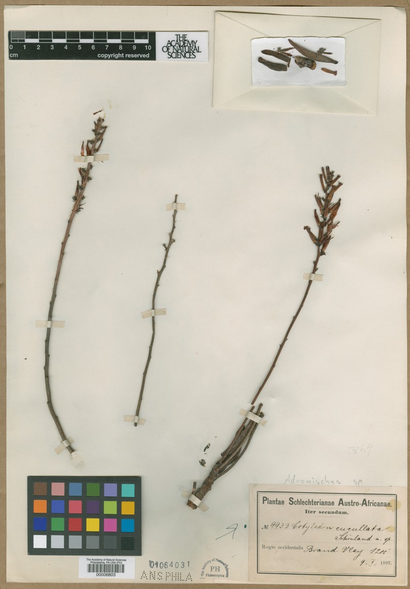 Villadia cucullata subsp. cucullata