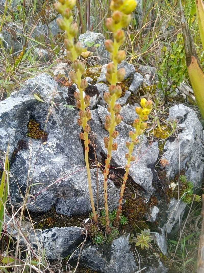 Villadia klopfensteinii