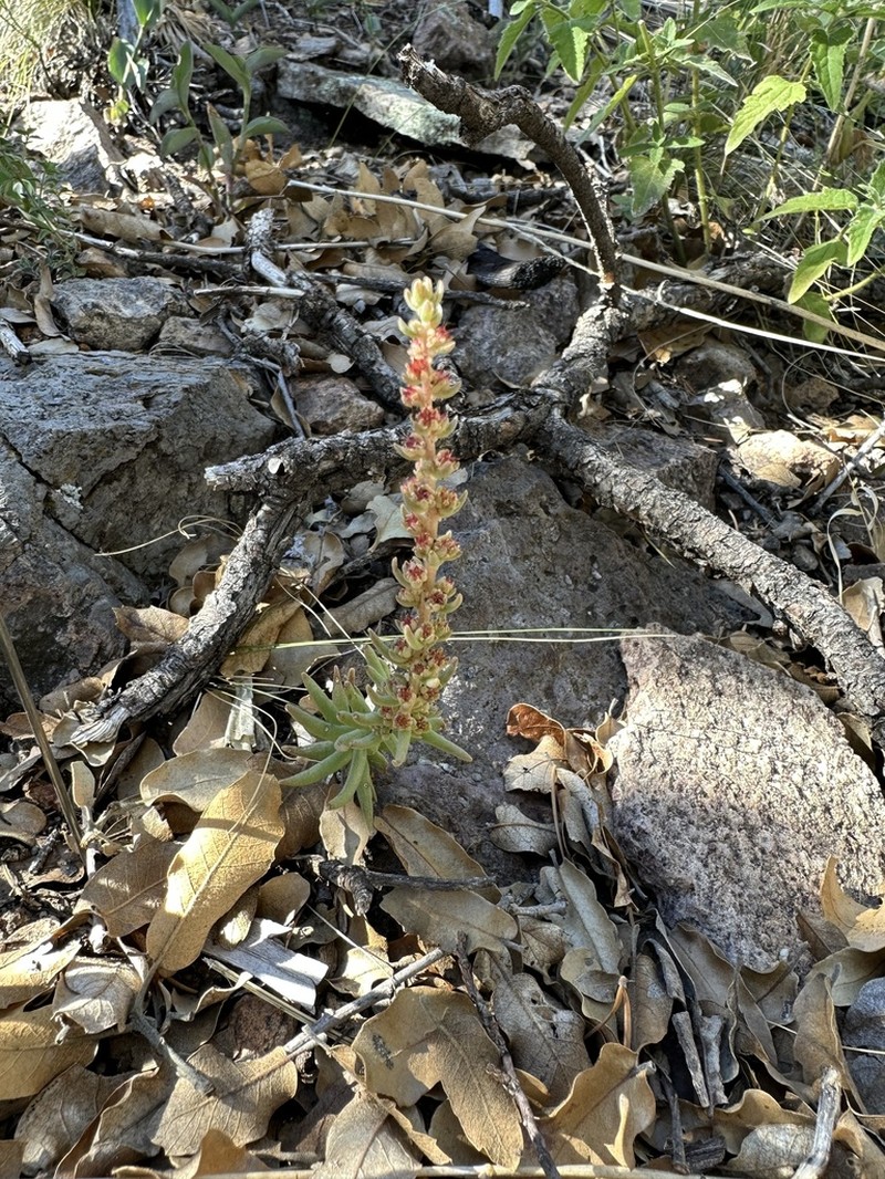 Rat's-Tail Succulent photo 2