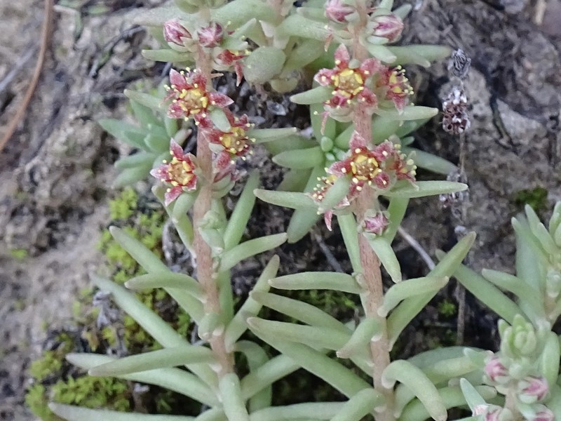 Rat's-Tail Succulent photo 3