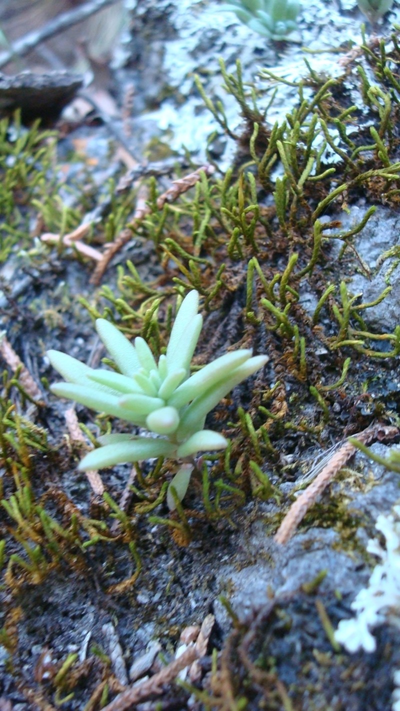Rat's-Tail Succulent photo 4