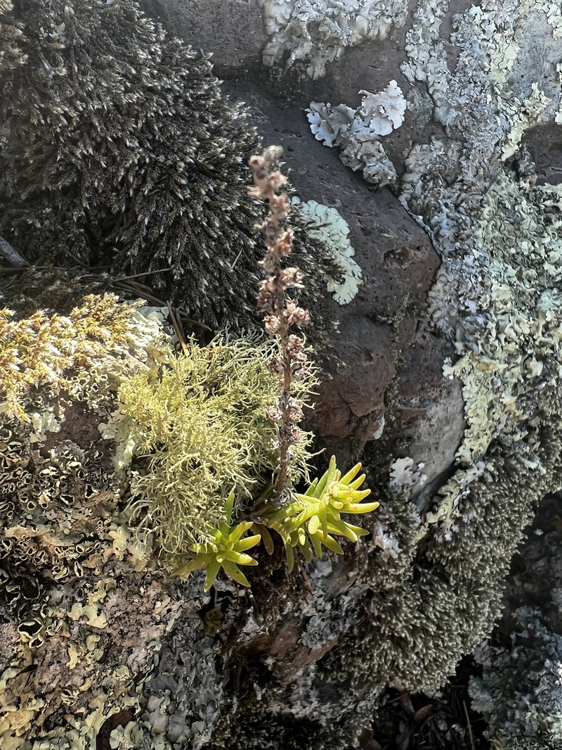 Rat's-Tail Succulent photo 6