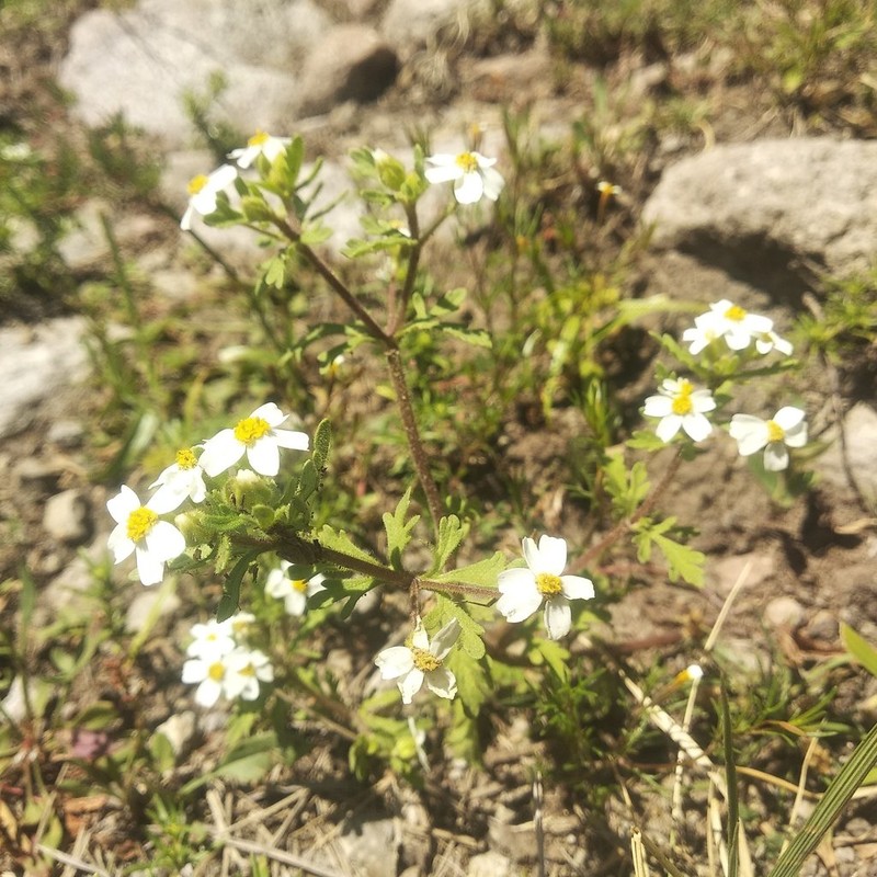 Villanova anemonifolia