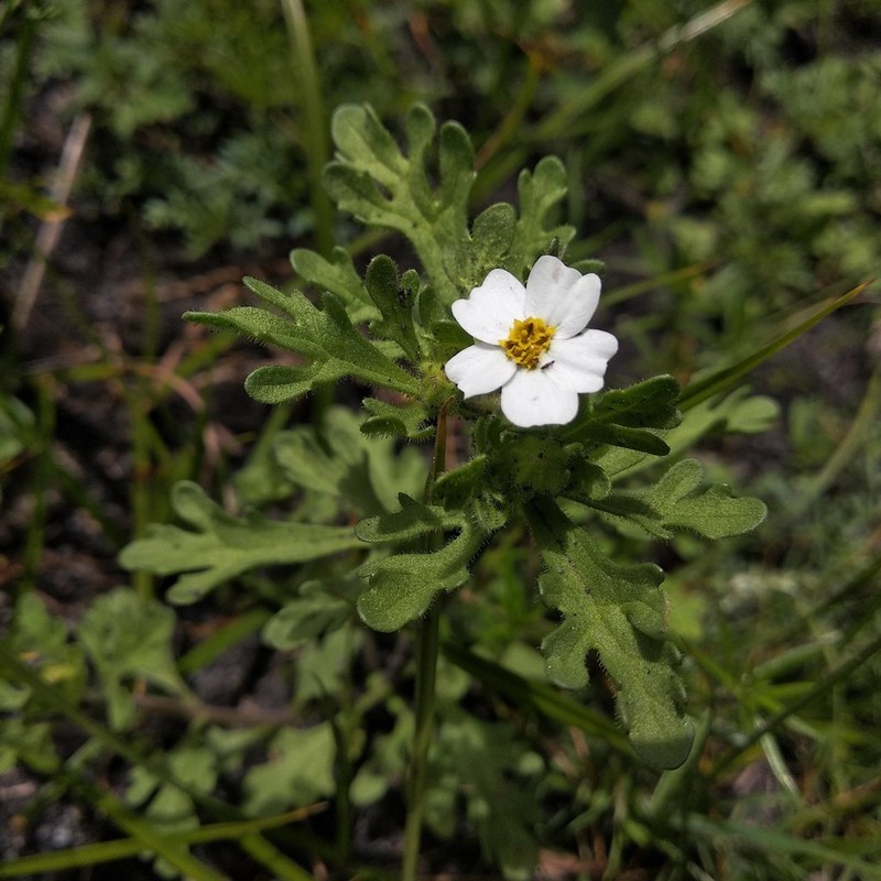 Villanova anemonifolia photo 2