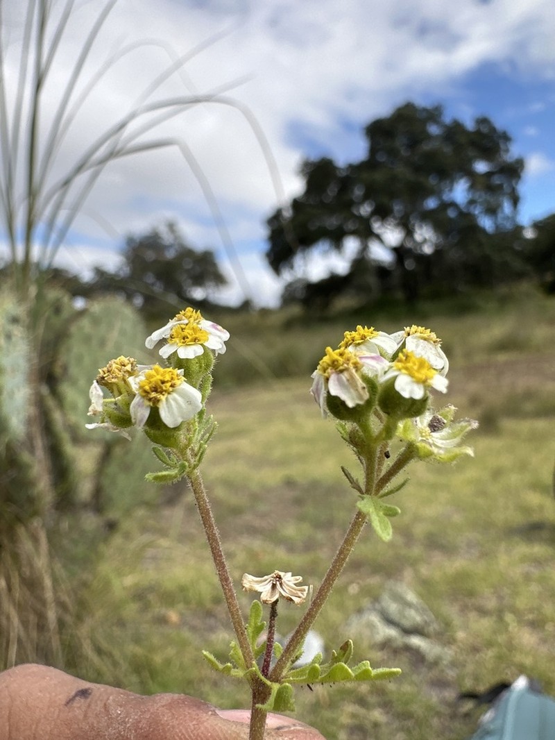 Villanova anemonifolia photo 3