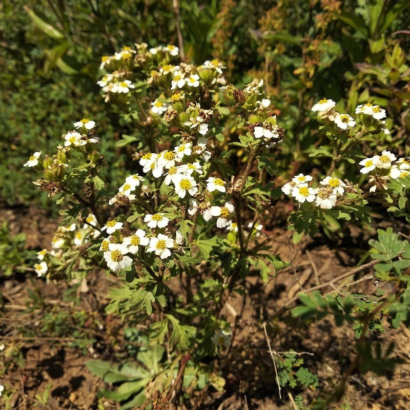 Villanova anemonifolia photo 4