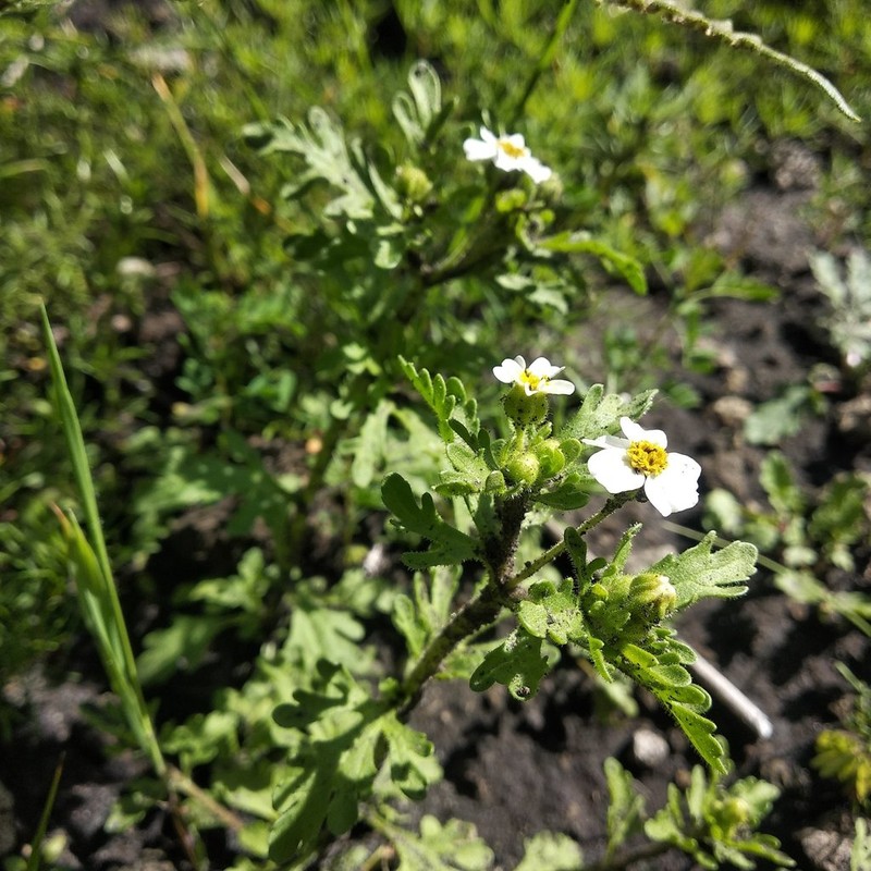 Villanova anemonifolia photo 5