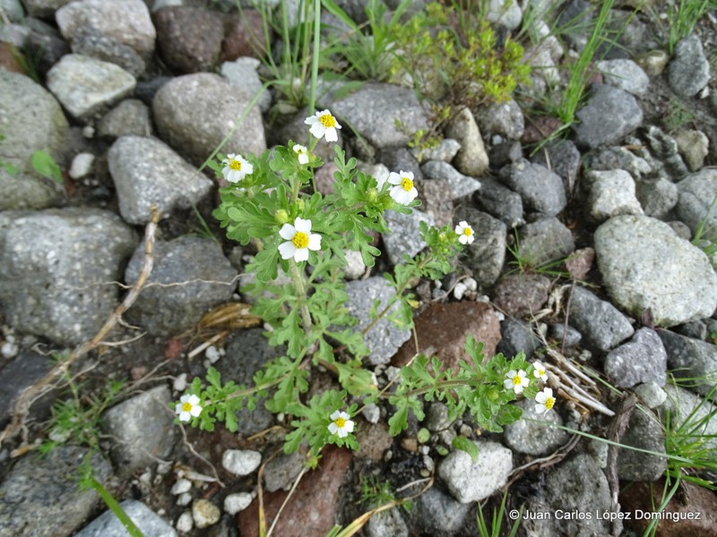 Villanova anemonifolia photo 6