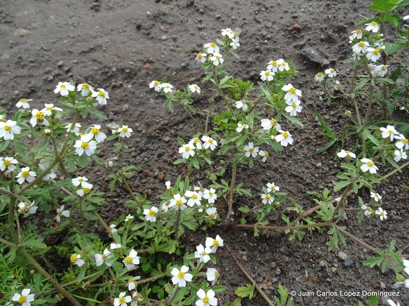 Villanova anemonifolia photo 7