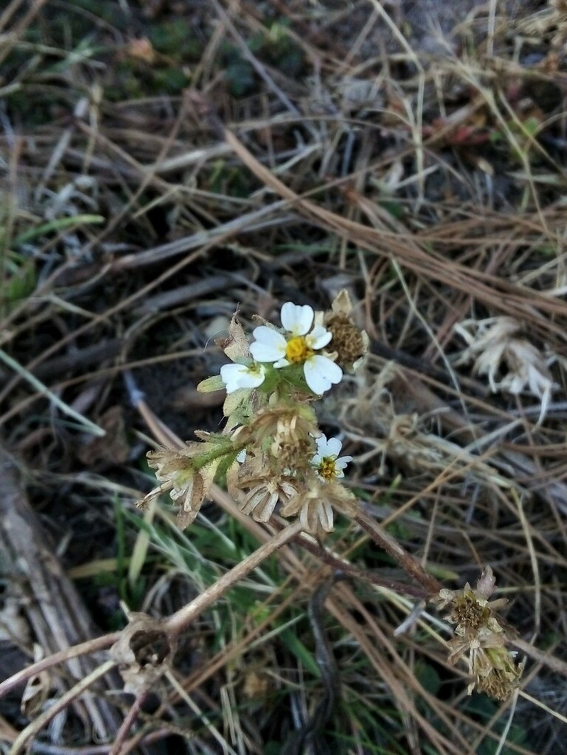 Villanova anemonifolia photo 8