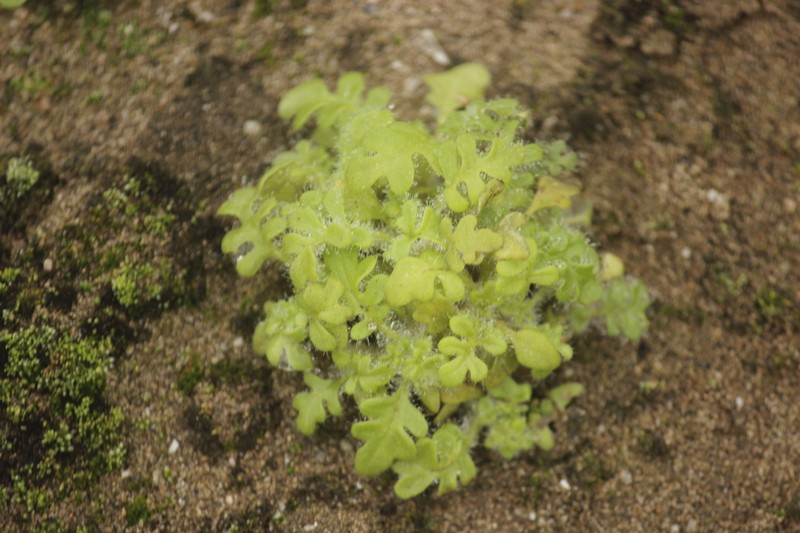 Villanova oppositifolia
