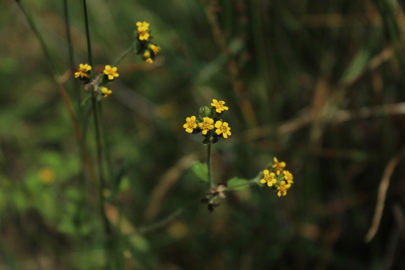 Villanova oppositifolia photo 2