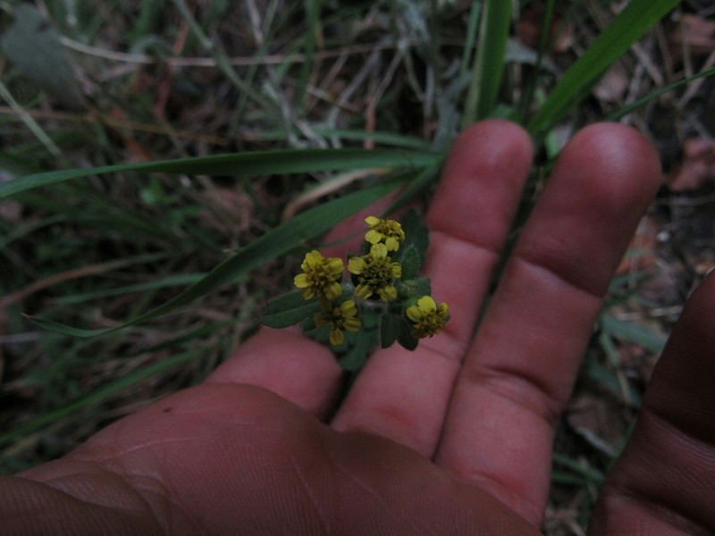 Villanova oppositifolia photo 3