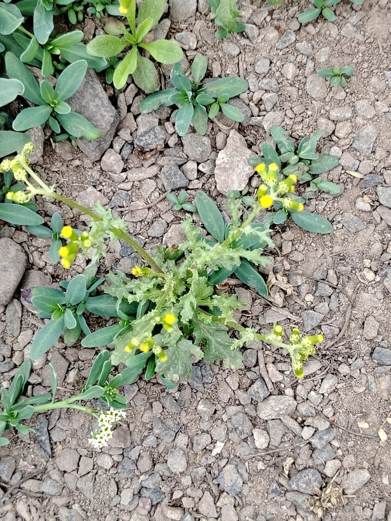 Villanova oppositifolia photo 6
