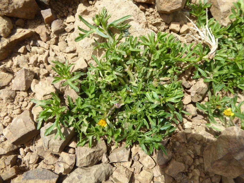 Villanova oppositifolia photo 7