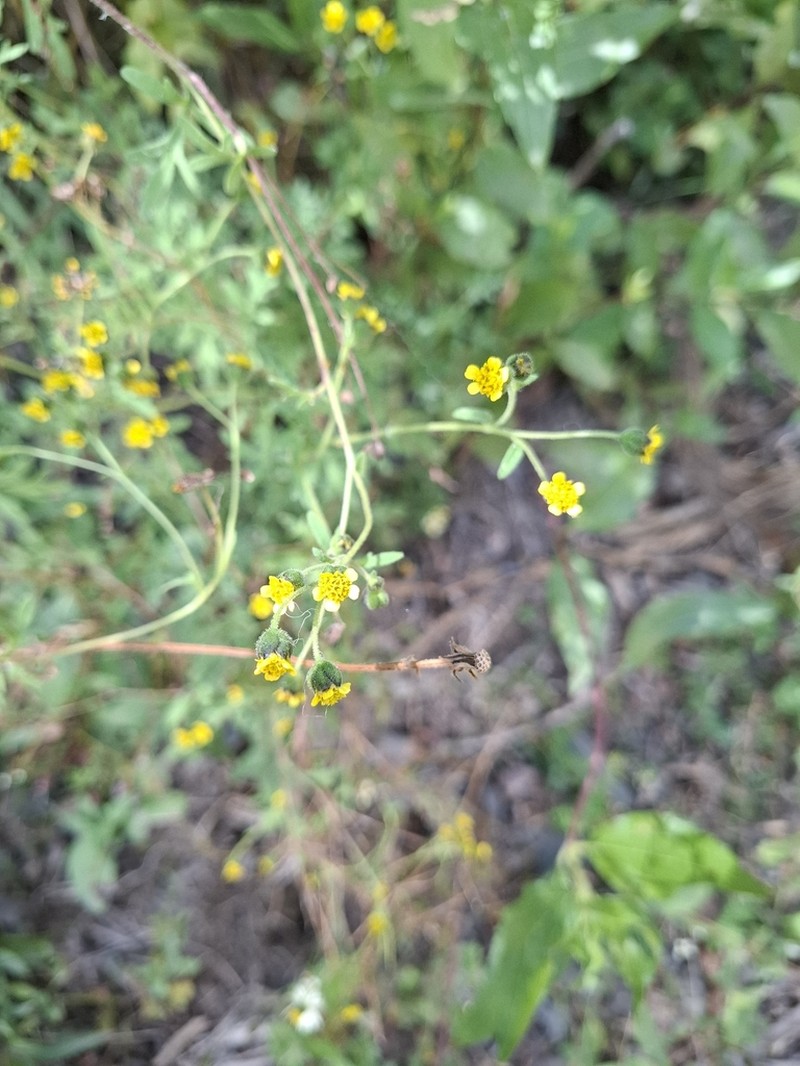 Villanova titicacensis