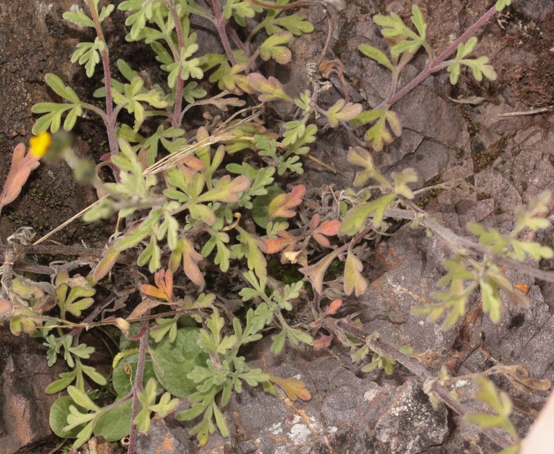 Villanova titicacensis photo 2
