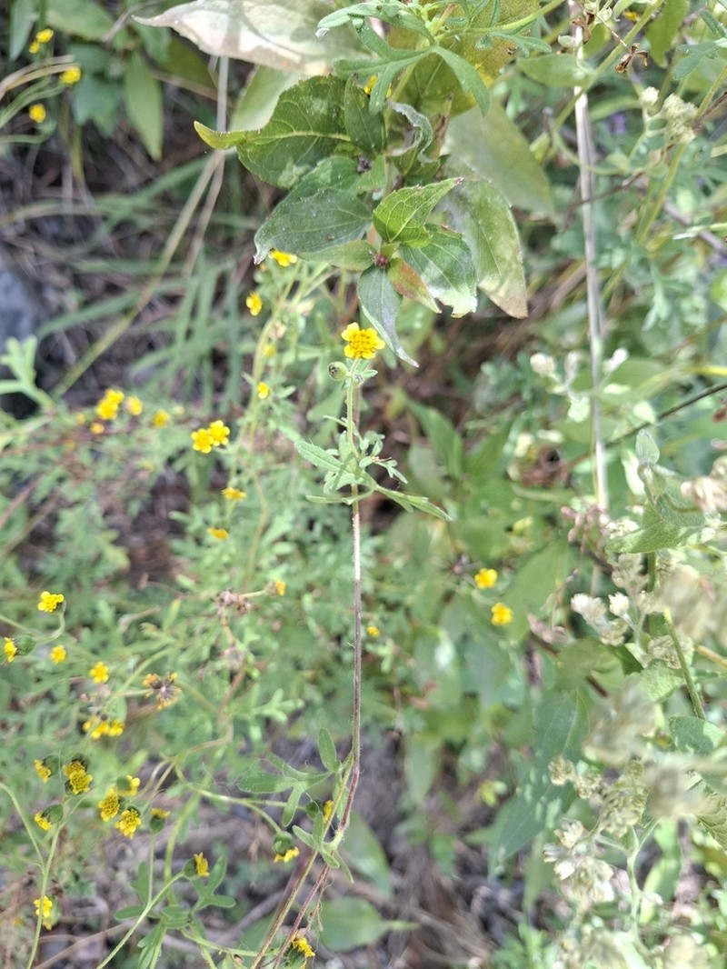 Villanova titicacensis photo 7