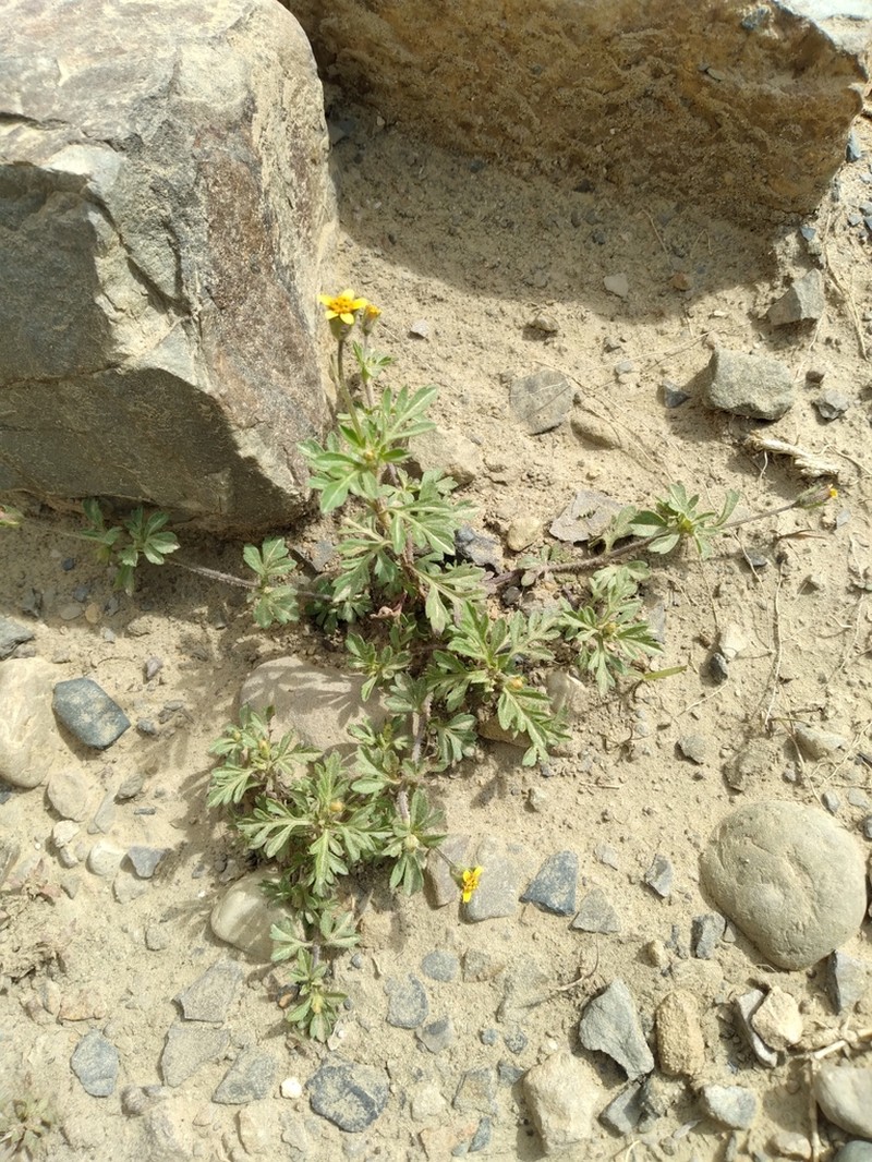 Villanova titicacensis photo 8