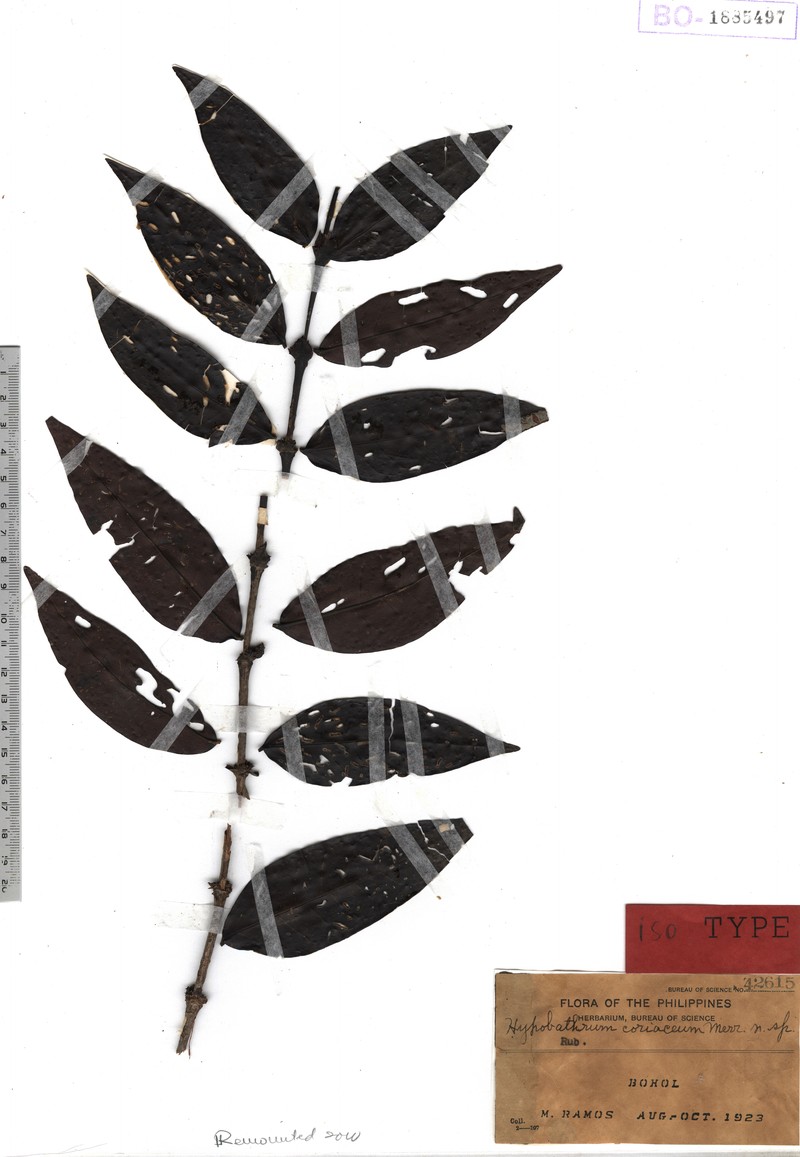 Villaria coriacea