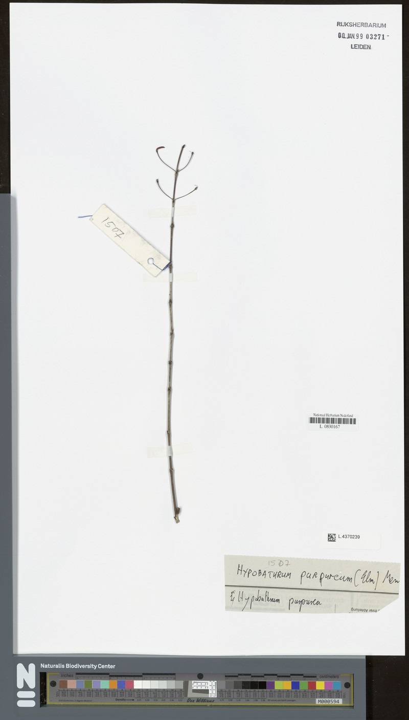 Villaria purpurea