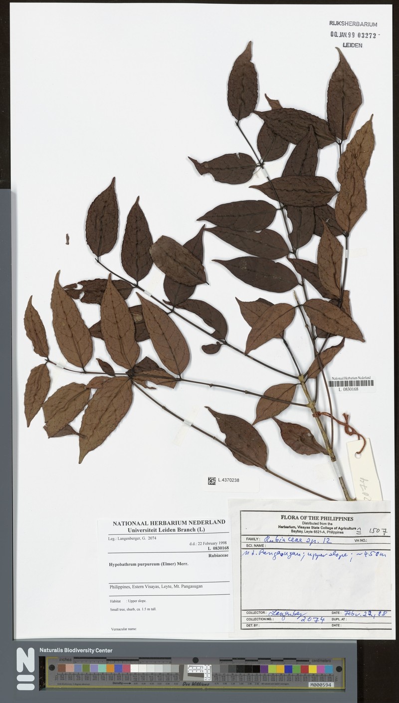 Villaria purpurea photo 2