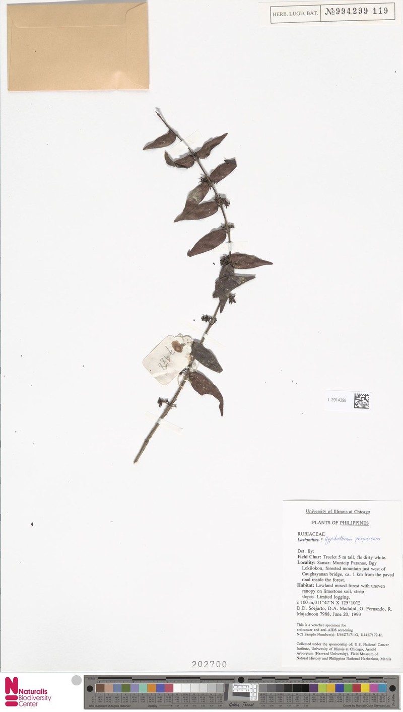 Villaria purpurea photo 3
