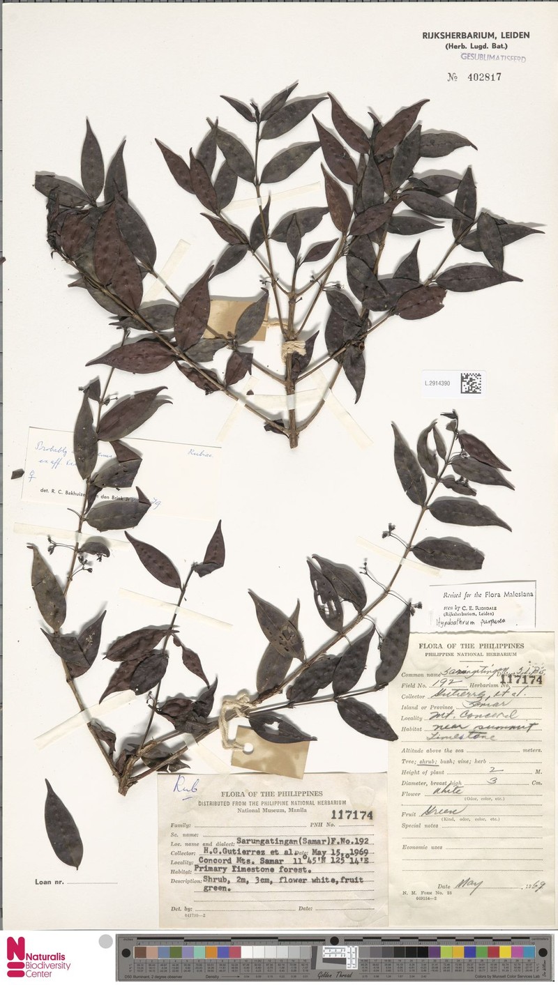 Villaria purpurea photo 4