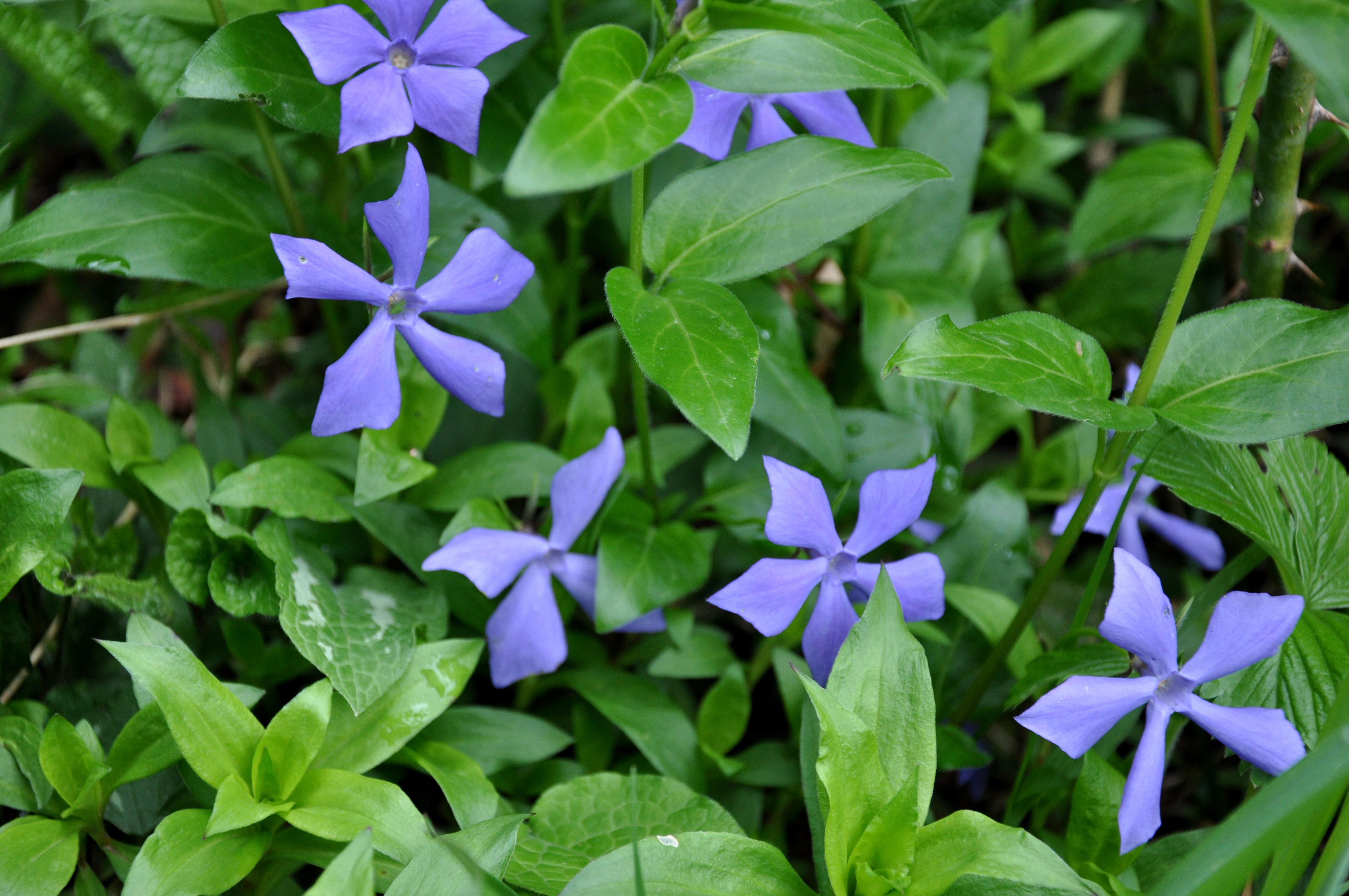 Herbaceous Periwinkle