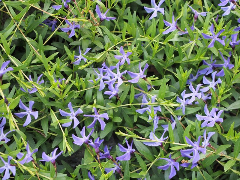Herbaceous Periwinkle photo 5