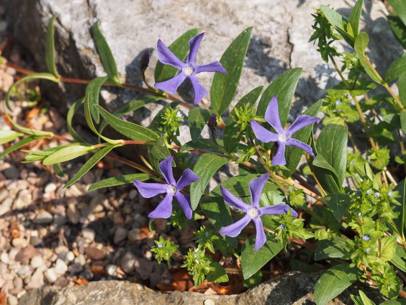 Herbaceous Periwinkle photo 6