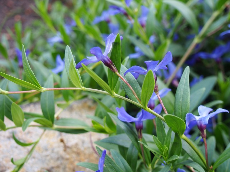 Herbaceous Periwinkle photo 7