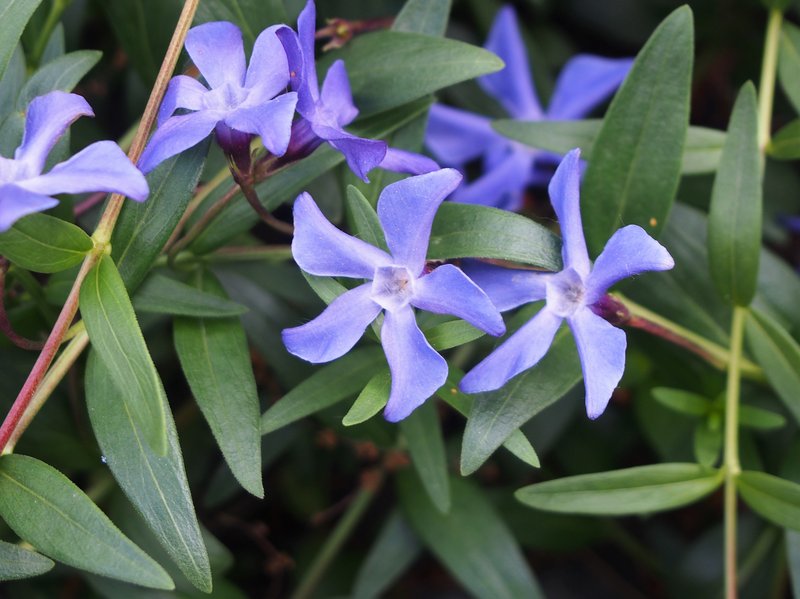 Herbaceous Periwinkle photo 8