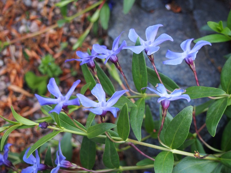 Herbaceous Periwinkle photo 2