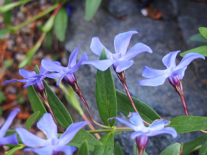 Herbaceous Periwinkle photo 3