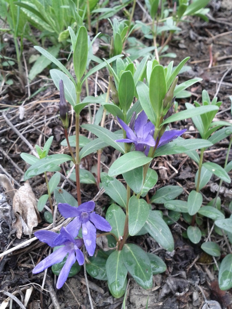 Herbaceous Periwinkle photo 4