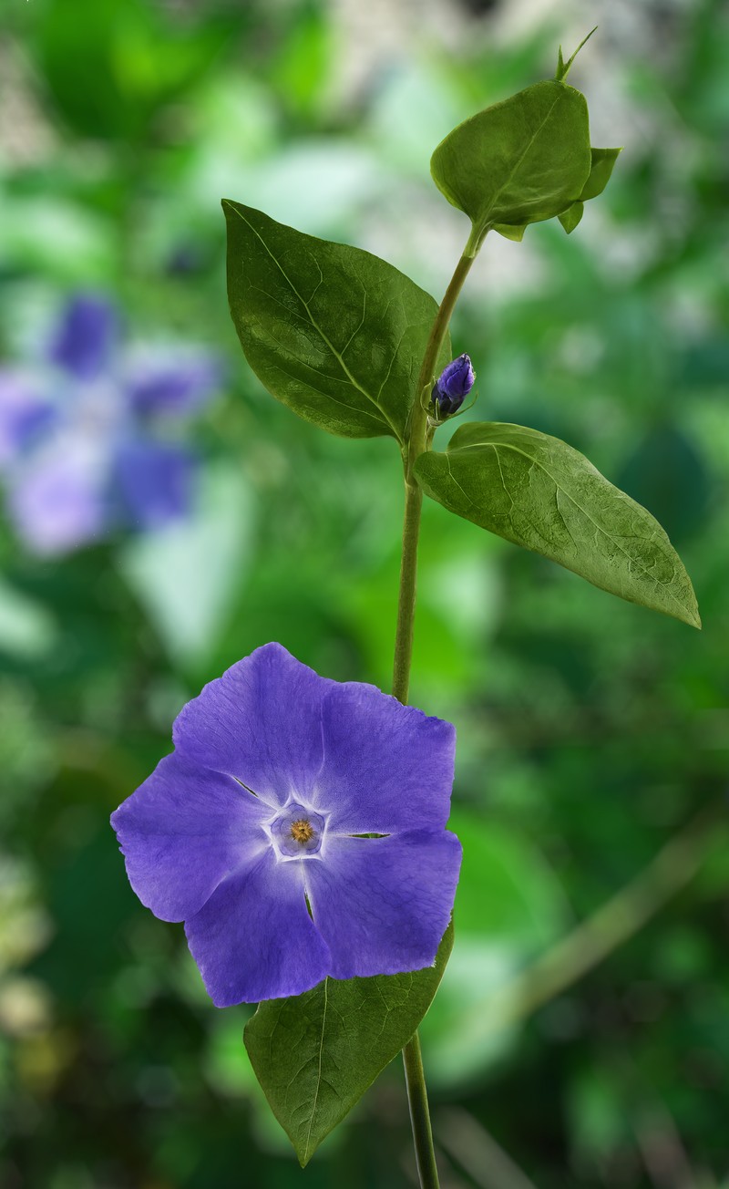 Bigleaf Periwinkle