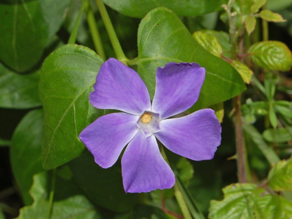 Bigleaf Periwinkle photo 2