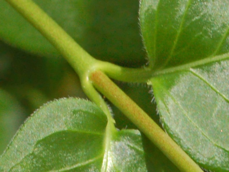 Bigleaf Periwinkle photo 3