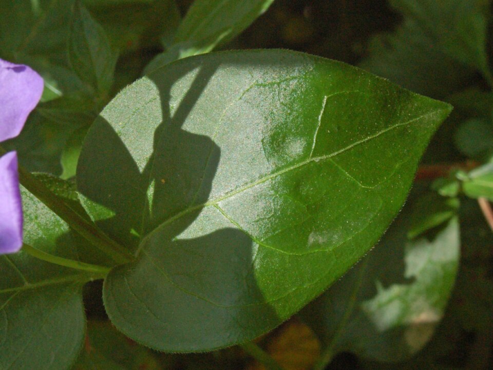 Bigleaf Periwinkle photo 4