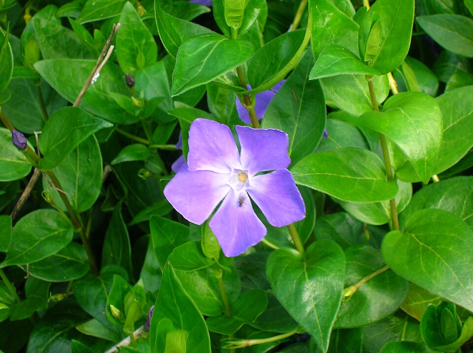 Bigleaf Periwinkle photo 5